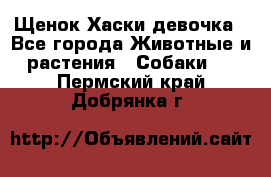 Щенок Хаски девочка - Все города Животные и растения » Собаки   . Пермский край,Добрянка г.